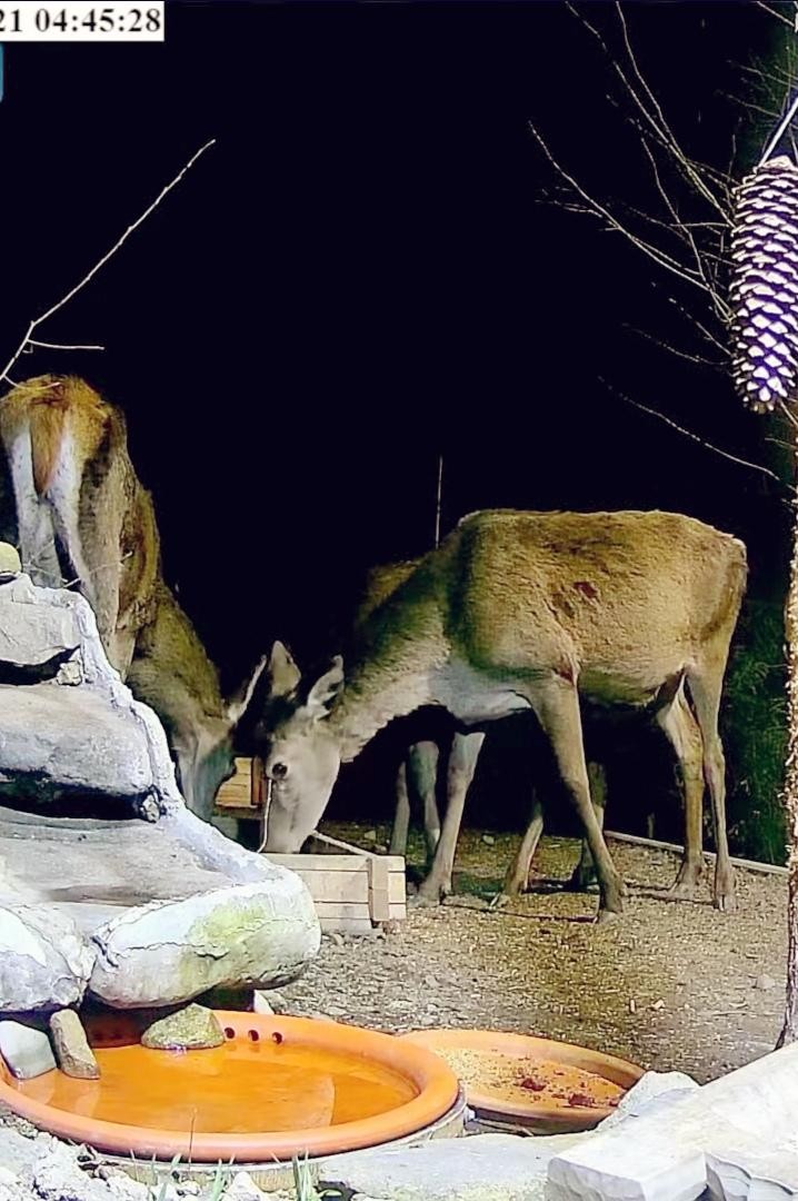 livebirdspoland_8ba105dcd907e373858a8c2ddaae989d.jpg