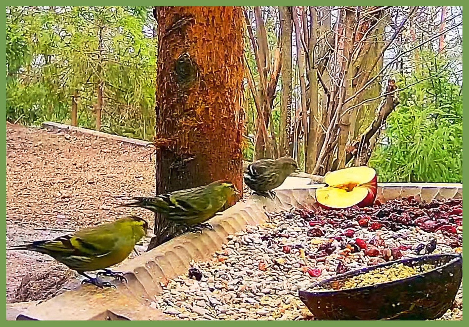livebirdspoland_03541788df974462d308adf6da621513.jpg