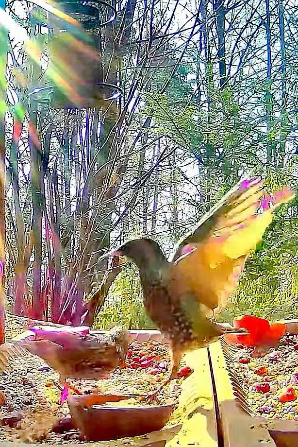 livebirdspoland_613cfb309ad1fc91f4c3fc71157ff230.jpg