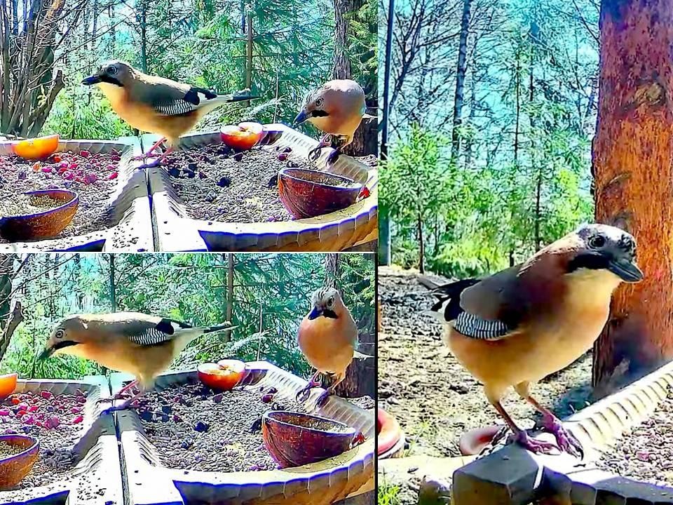 livebirdspoland_4f52fc49cf549f096f5134d100fac9e7.jpg