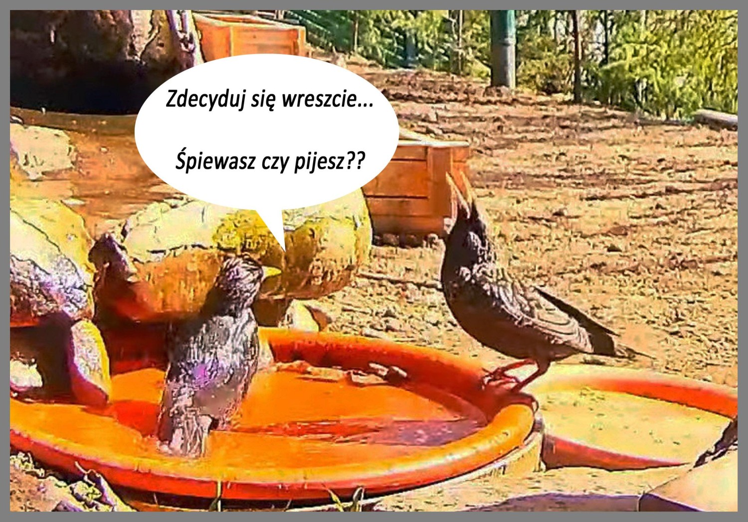 livebirdspoland_04a8e8d8648f5fc960d4da27f6abcbdd.jpg