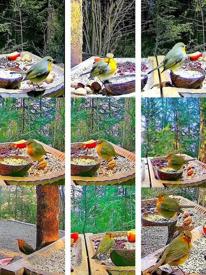 livebirdspoland_a881a528e225daf8b057e4ba2cb2d0be.jpg