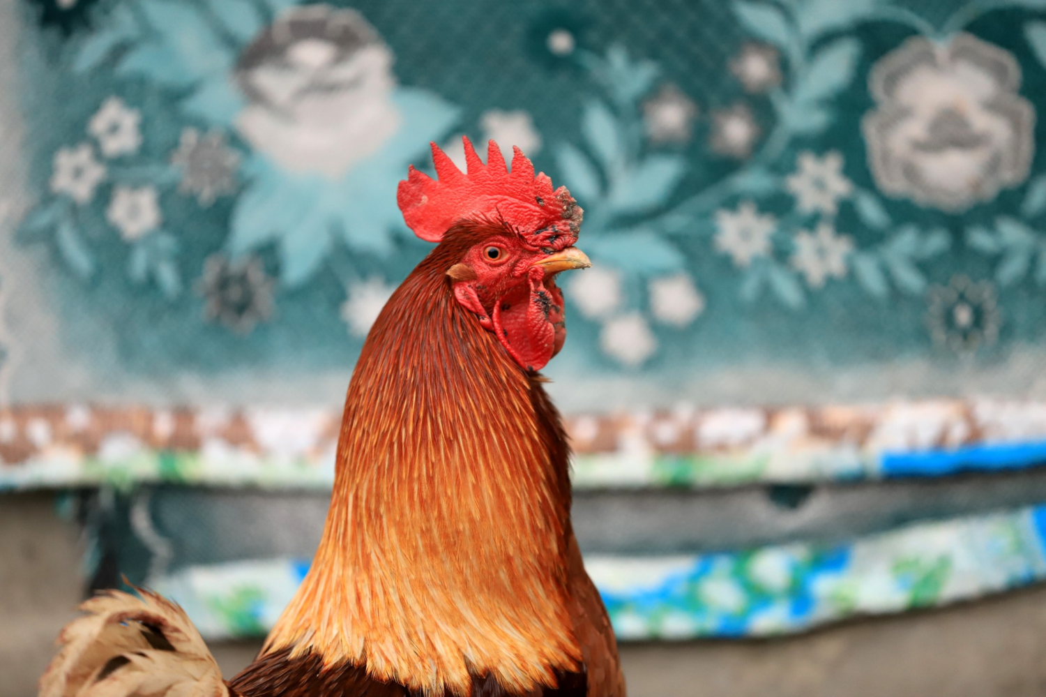 livebirdspoland_d1de2233f15d5170fac926108143f0ce.png