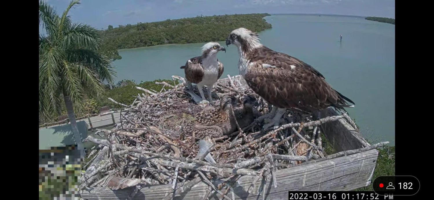 livebirdspoland_64f401378a30b914513dd2e46d5e9590.jpg