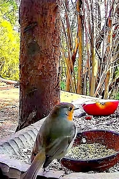 livebirdspoland_58be4688241e4b7d1a341812aadd83bf.jpg