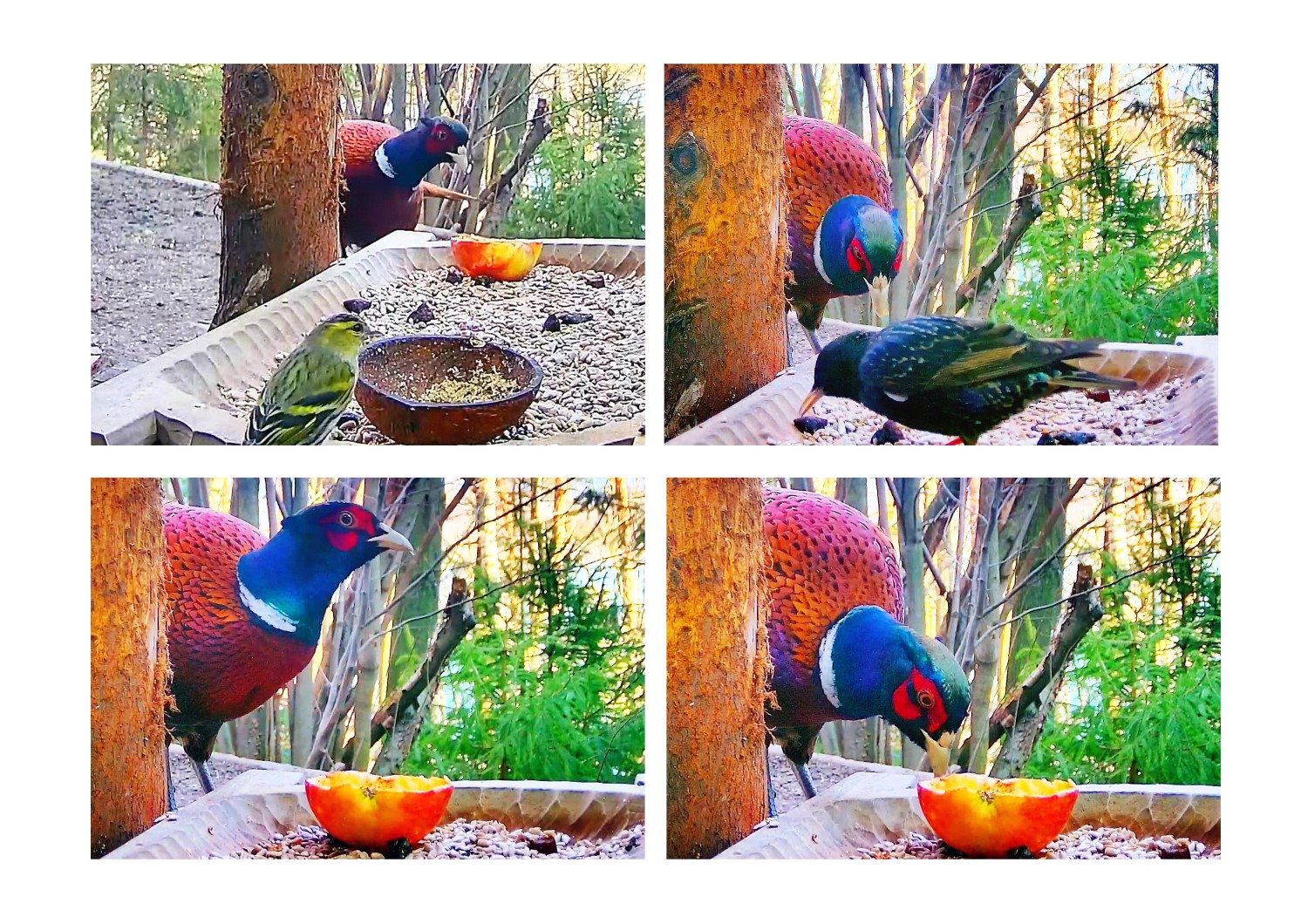 livebirdspoland_99f6ad177443edc2cc5ddc33bafd6245.jpg
