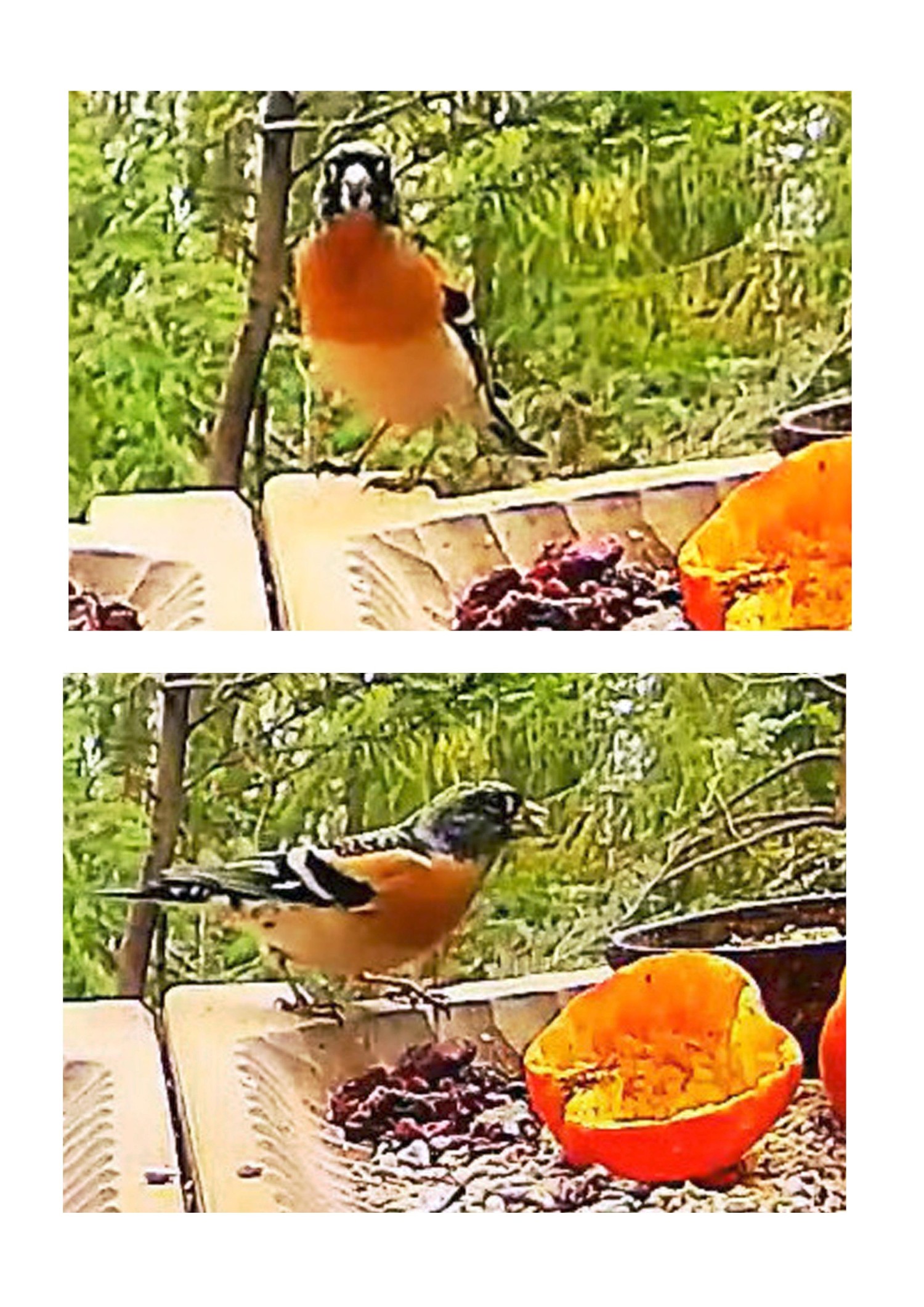 livebirdspoland_d9223ba74bf1a505e1b7a1c37bf15369.jpg