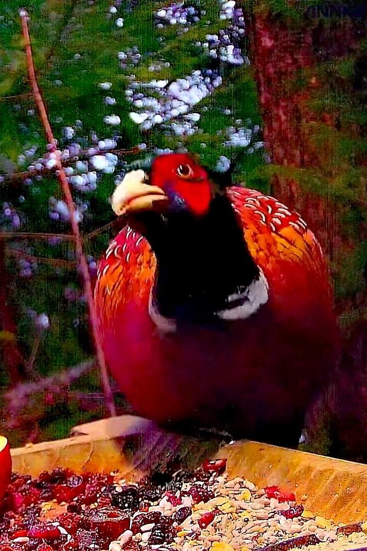 livebirdspoland_d0f77aa6347439976ec10ba48114ef49.jpg