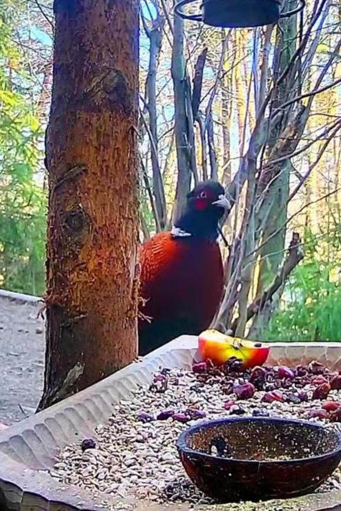 livebirdspoland_83ff660cbda5053de479e5cd38b98309.jpg