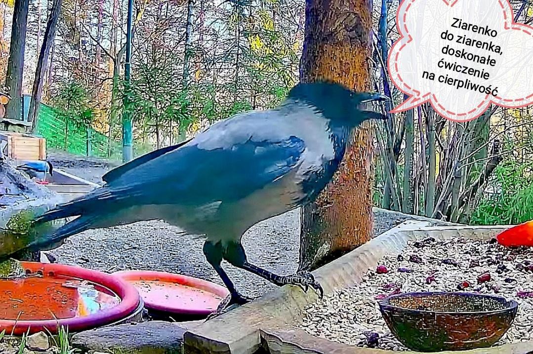 livebirdspoland_47857d7bc7da473c31d450e6f07c2e9b.jpg