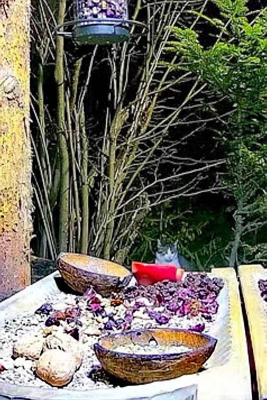 livebirdspoland_26d688e3ca9ce936d6fd35fa507d86b6.jpg