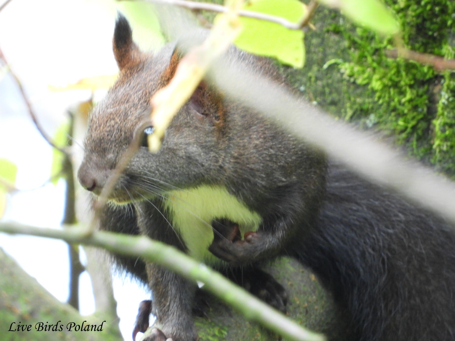 livebirdspoland_38d636490ba3167f3120db22529af85c.jpg