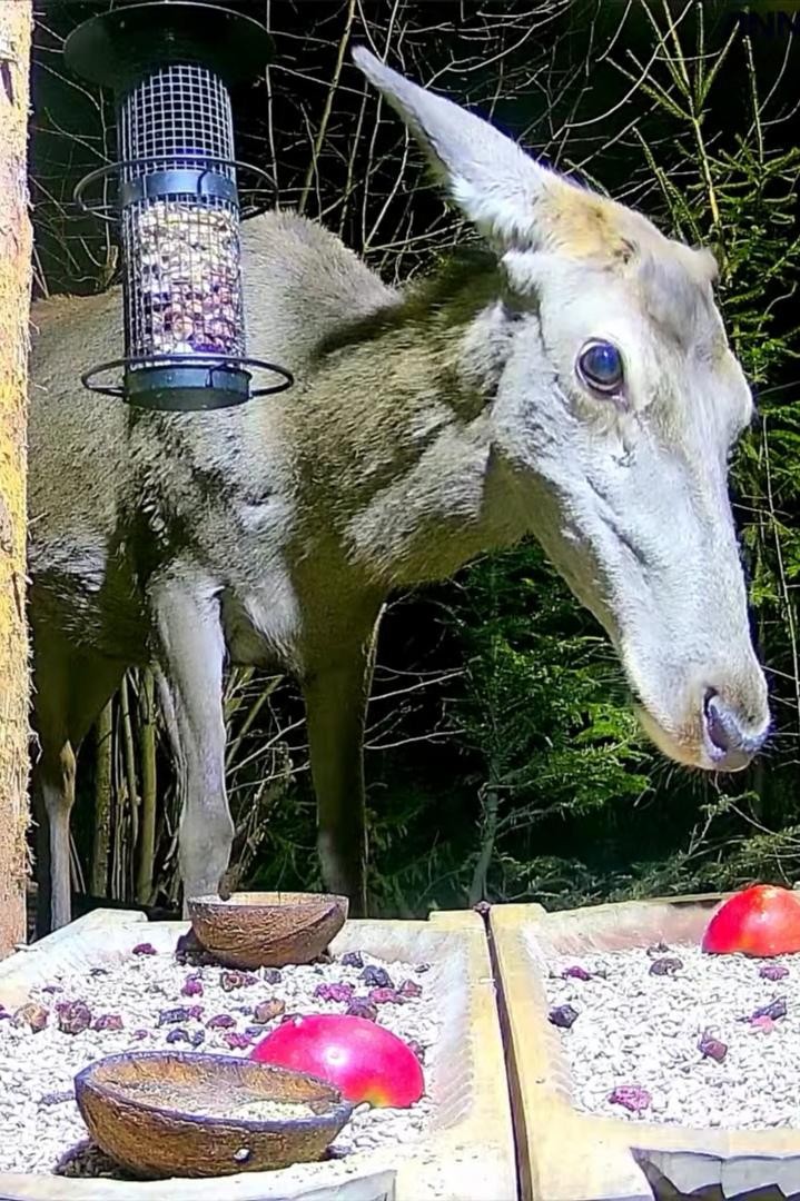 livebirdspoland_584df8c5145687b5a166307e61de22a5.jpg