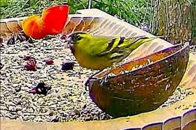 livebirdspoland_9feacfc453426508d00aa7c5860ff8c5.jpg