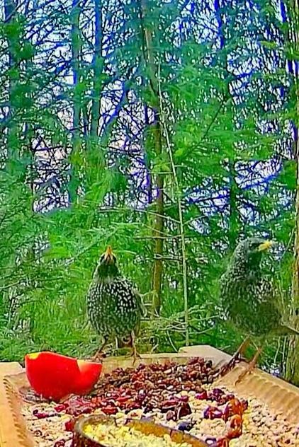 livebirdspoland_806bbde7dec89547484ab6679f5fd3c8.jpg