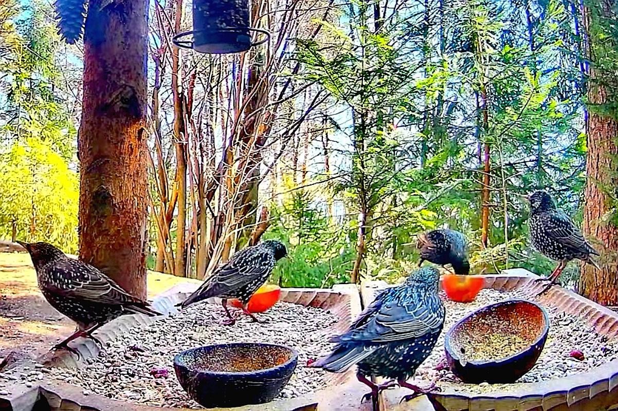 livebirdspoland_4285f4efc06081c2598713114855c4fd.jpg