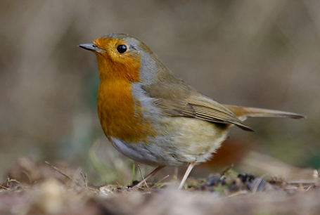 livebirdspoland_ad22baf9fd2dcbcf93a697e63a29bad7.png