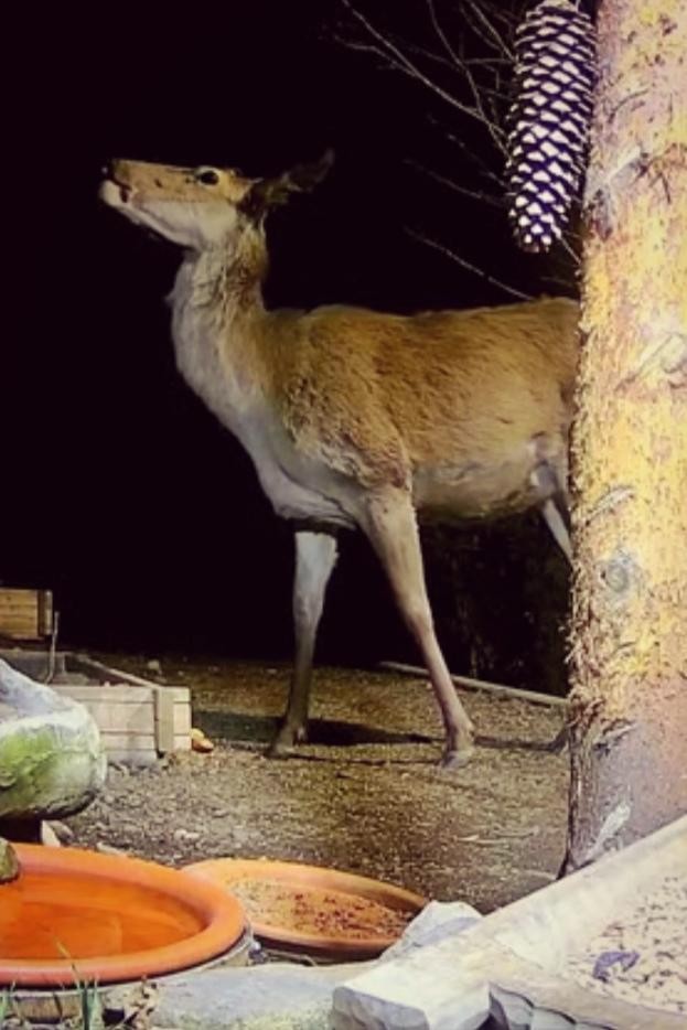 livebirdspoland_9eacfa4f29a10daa8ecc542b5bb5a569.jpg