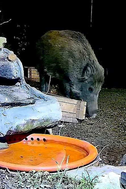 livebirdspoland_47ca7e4d01c093637721682257e7f091.jpg