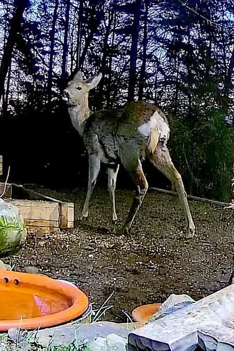 livebirdspoland_4fd2820eb45baf8e2f4bf4391d98fdf9.jpg