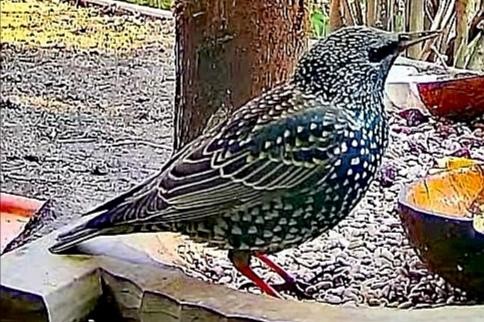 livebirdspoland_3d6b76ffe8dcd8bc86b402d18c15f300.jpg