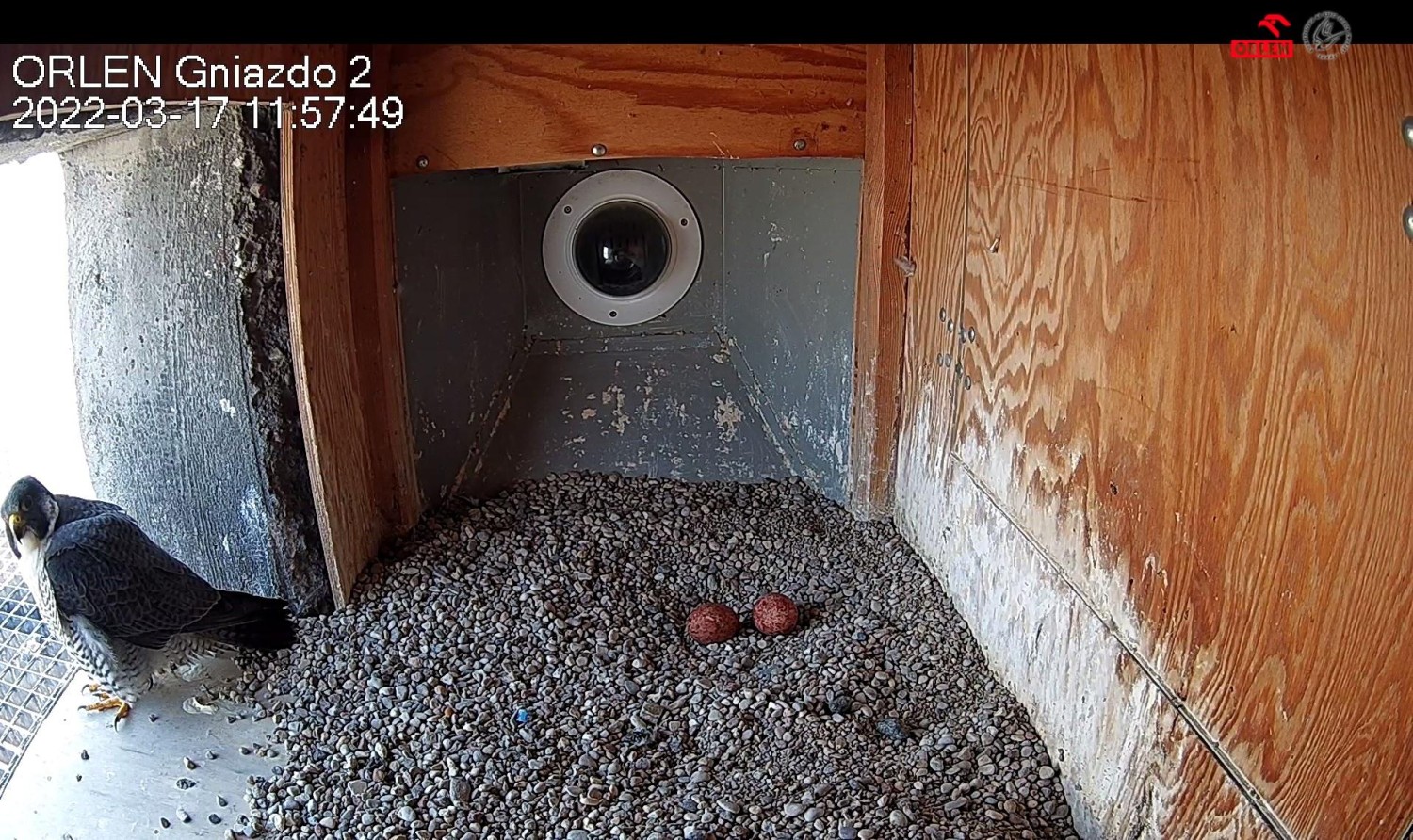 livebirdspoland_750b2197508cc397efc6a866e9d4ac6c.jpg