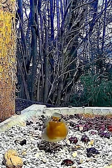 livebirdspoland_b3dce9d6ae6f21798e4534191680eeb3.jpg