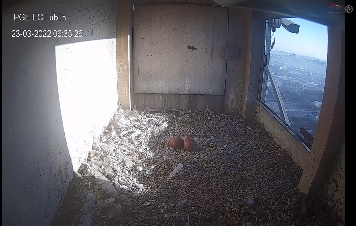 livebirdspoland_c279d74fa3af333565c32165bf6fb804.jpg