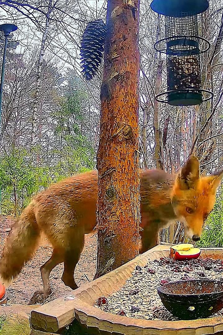livebirdspoland_a707467e19fbf76ab5f36d279c4faaef.jpg