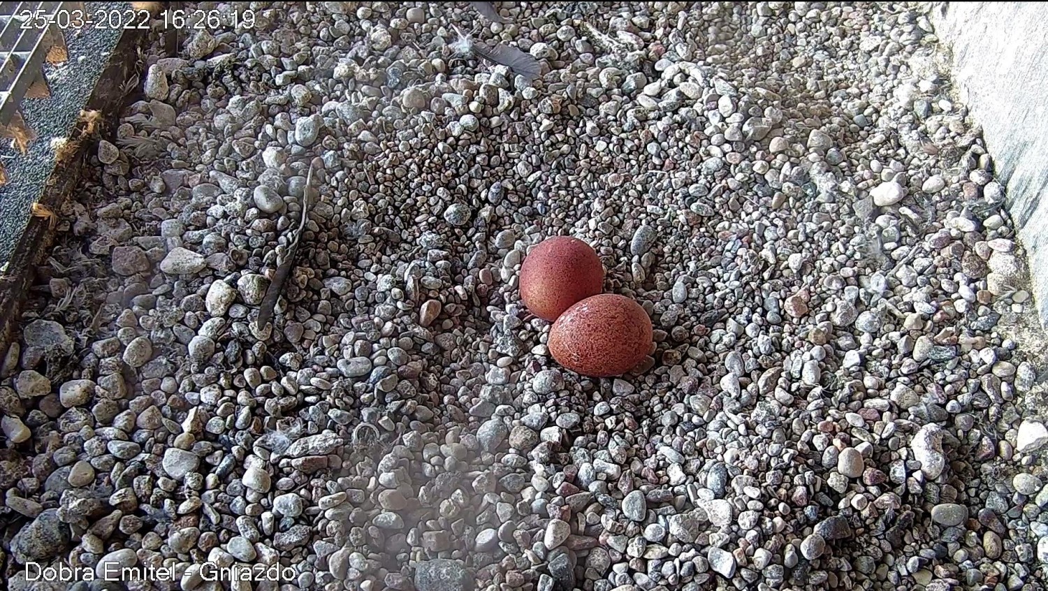 livebirdspoland_053f909b7fb21d627181d0b118eba9f5.jpg