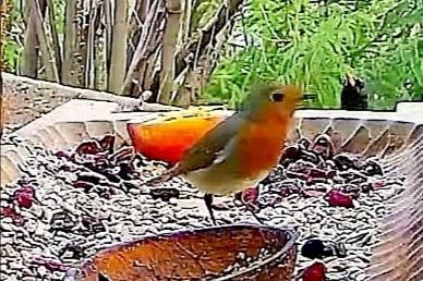 livebirdspoland_eebc5b9a466e61f05f094921f2225713.jpg