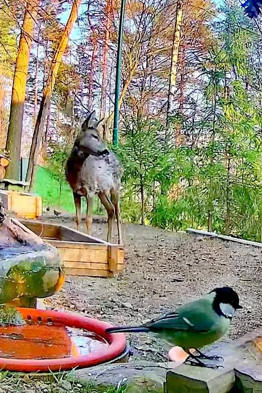 livebirdspoland_e4c2ab14077ff13308f21c6bd8995460.jpg