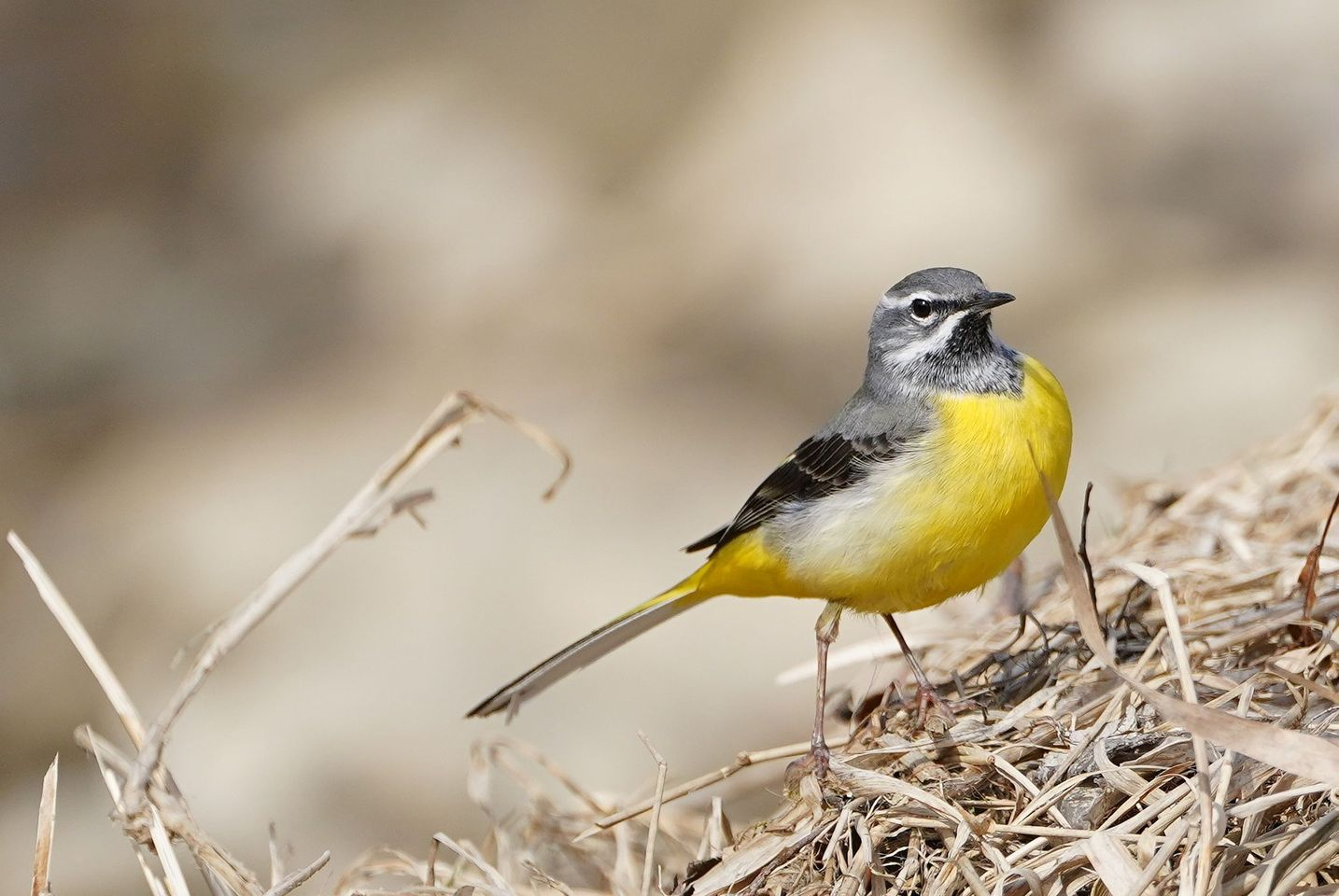 livebirdspoland_73551e77f2b8b4870640777ec085761b.png