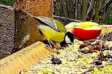 livebirdspoland_fb5280342613d355b1bbdd3fb662d180.jpg