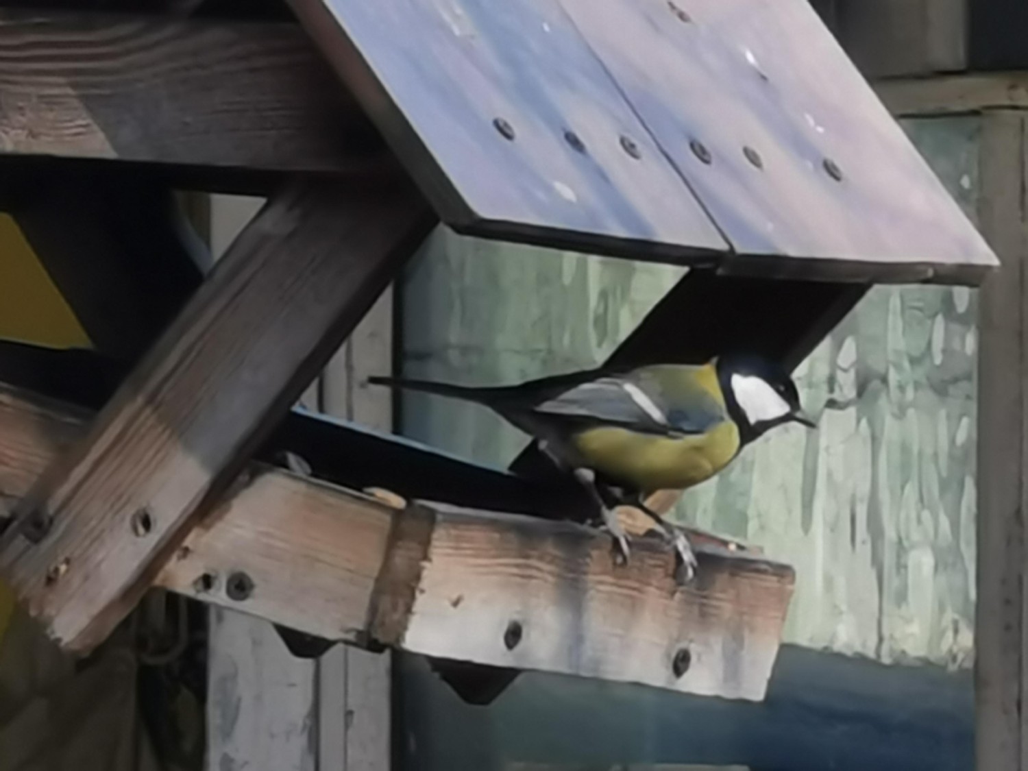 livebirdspoland_72253752fccf8a1b8013c795387ef273.jpg
