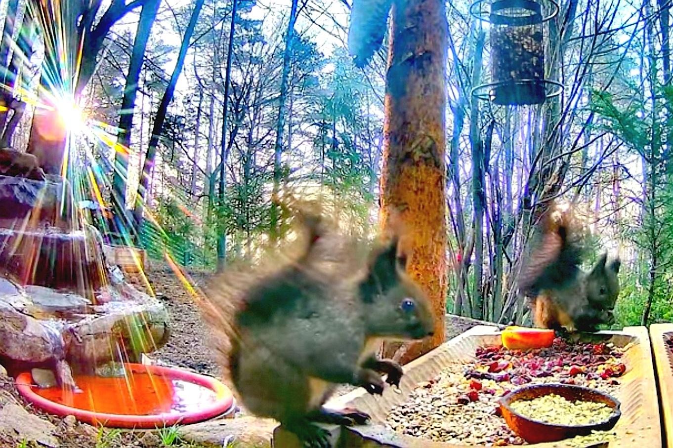 livebirdspoland_0ffd482810ddcf27104980a5f079bc7a.jpg
