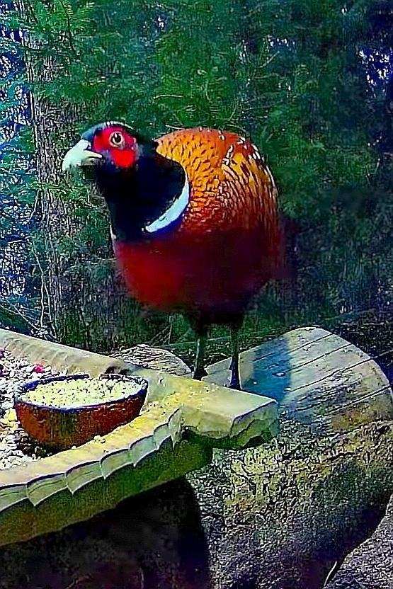livebirdspoland_9ce708f08a53a639c1bdbf72e72c237e.jpg