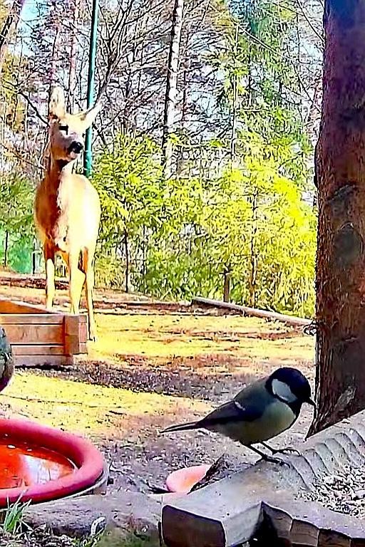 livebirdspoland_af548ef312850ec753d8fd6f2545f294.jpg
