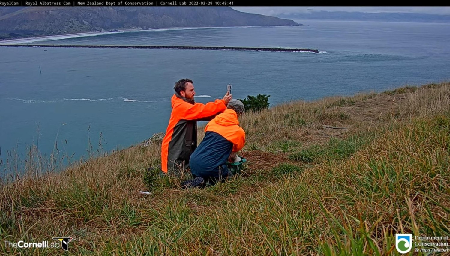 livebirdspoland_da3e3feeb4cdffdf00e81233cec247fa.jpg
