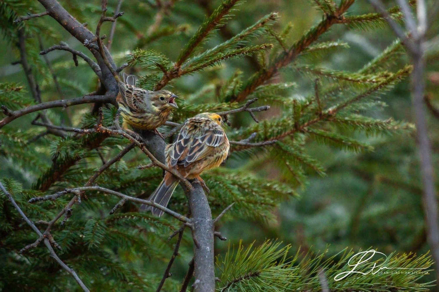 livebirdspoland_29c46164ea9c83cf8587f72088f4d896.jpg
