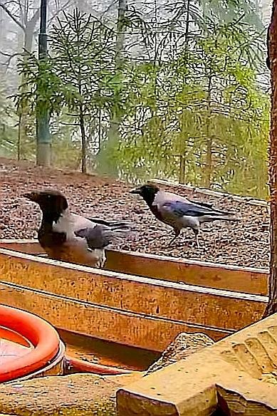 livebirdspoland_ff4919a36d44109cdf0ec29936140593.jpg