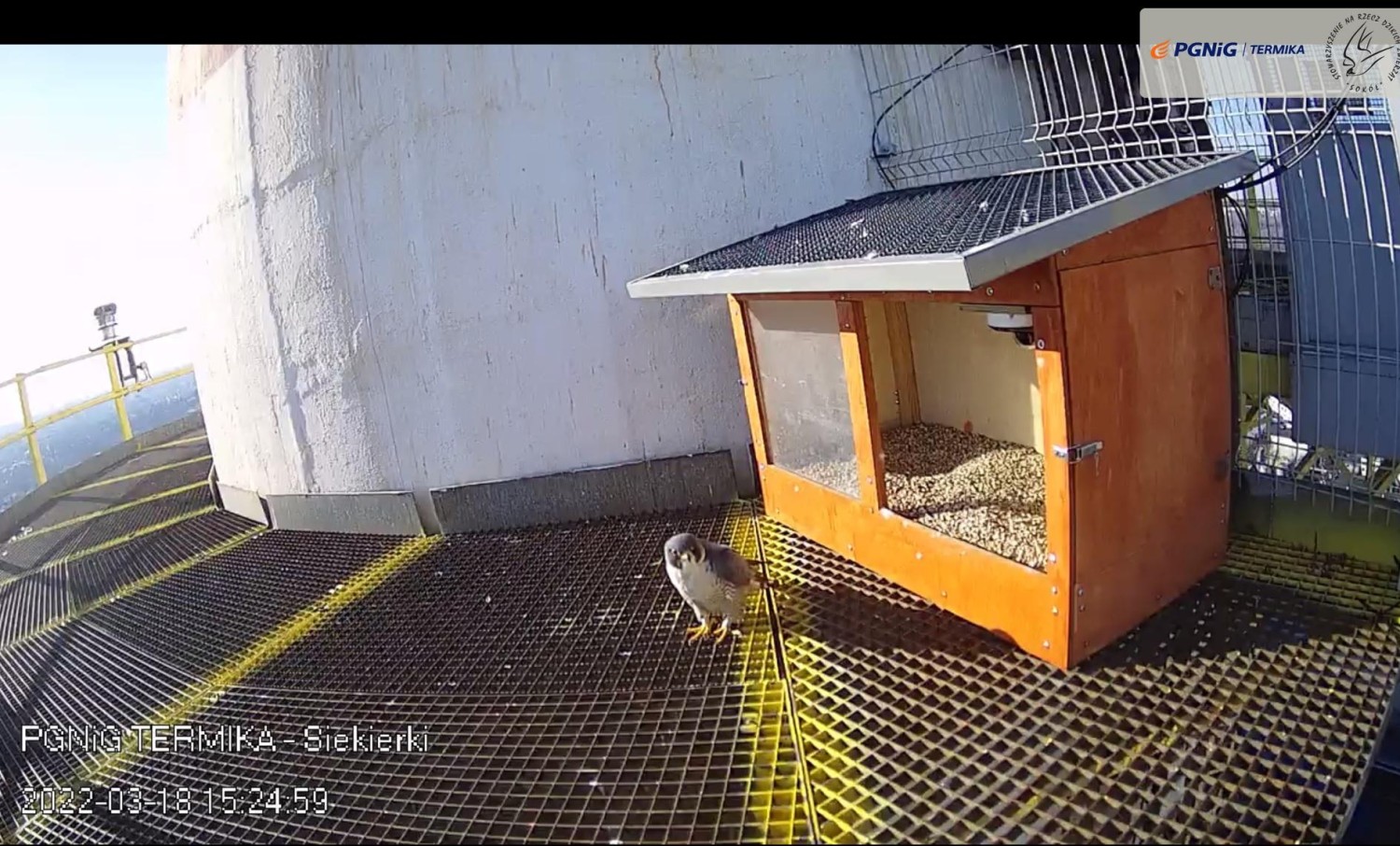 livebirdspoland_b59be4e8bc13a05109689beb561b074d.jpg