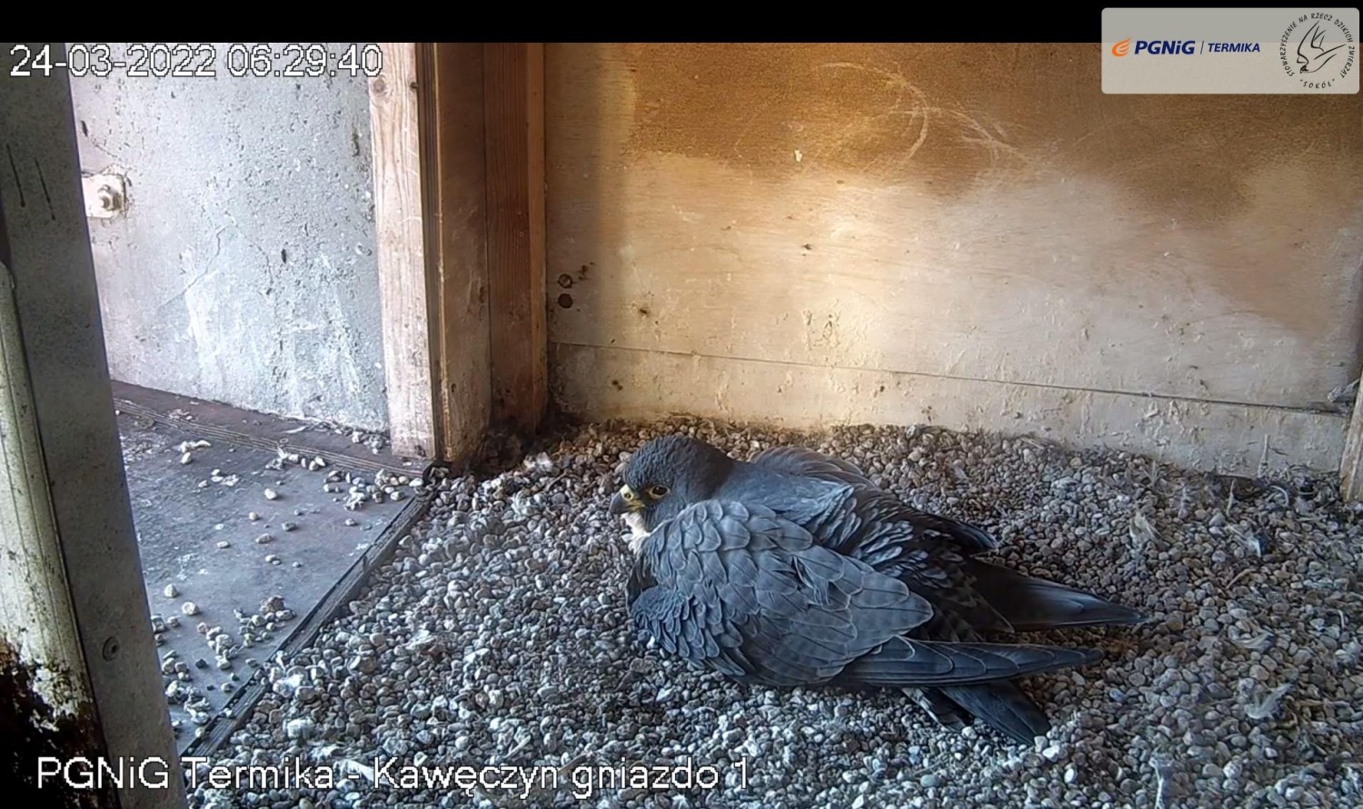 livebirdspoland_0f2bc85c7ac2201afed3a690ddd64575.jpg