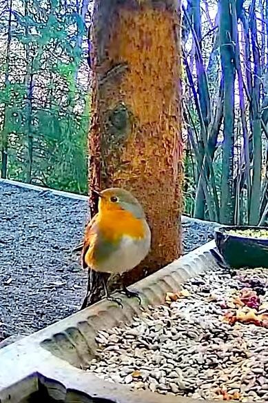 livebirdspoland_f9f8cc90b3a647859c47b85ad97c44bc.jpg