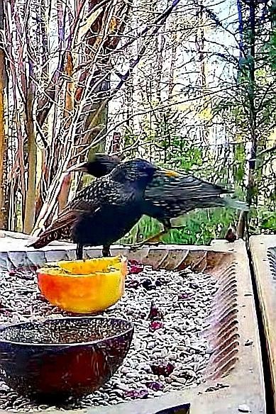 livebirdspoland_8533547f5cddbe3502fa9c00fefd9f87.jpg