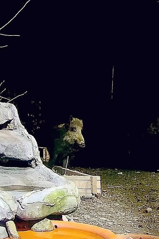 livebirdspoland_c0735654ae3d686c4f17ca3dbf5b253e.jpg