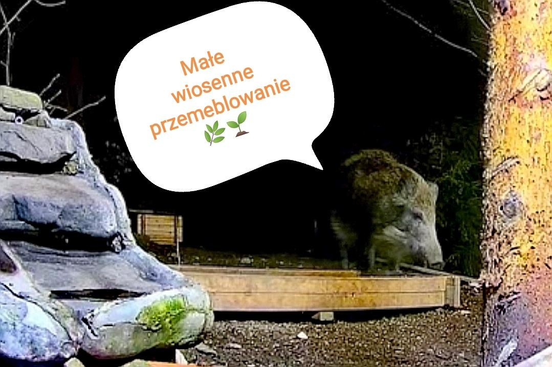 livebirdspoland_91cbf439af543ef812f74cf6d6759ef8.jpg