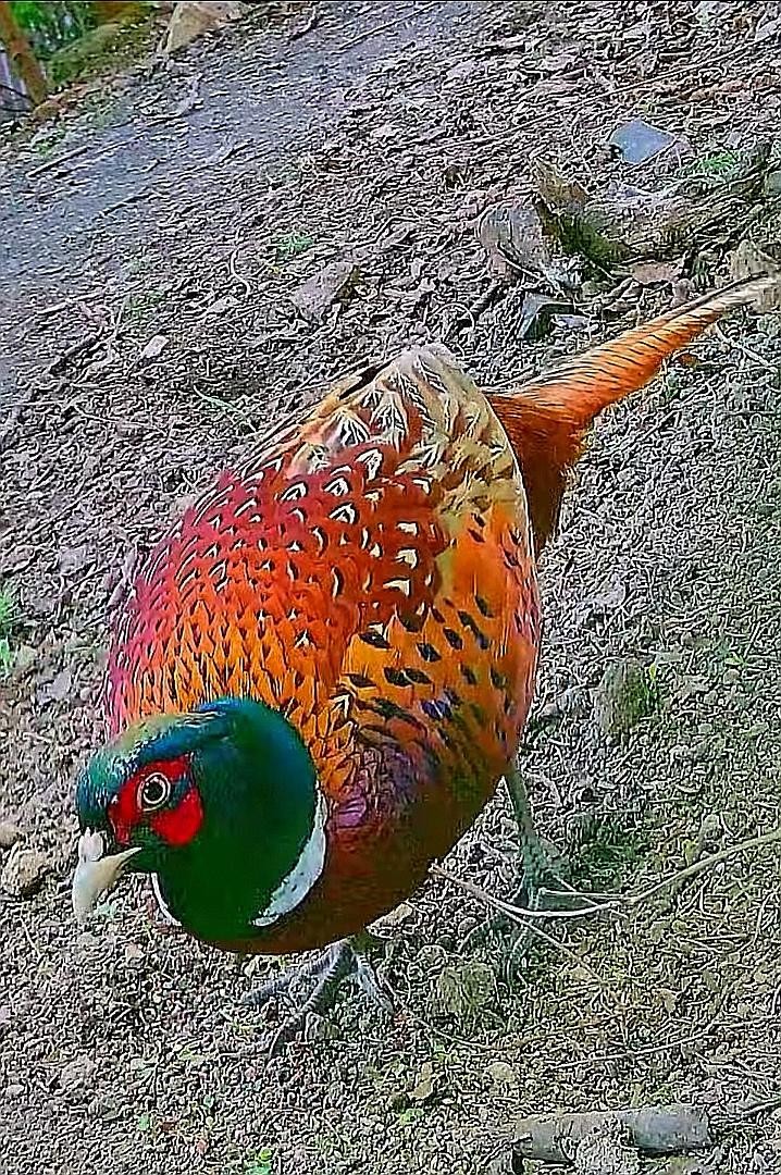 livebirdspoland_1f8ada54f4320505910d49552027f5d3.jpg