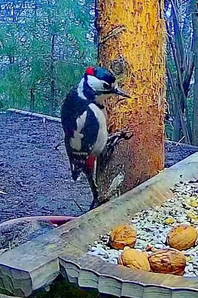 livebirdspoland_3e5dc5d2eda61180b604f28e07b55719.jpg