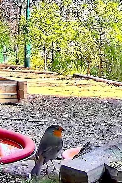 livebirdspoland_e1df50b335463212c468a40f55cb4c51.jpg